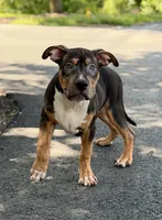 Orange Collar XL American Bully Puppy Make , a male American Bully for sale in Columbus, OH – 4 of 8