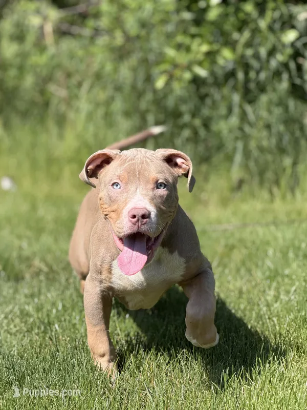 Blue Collar XL American Bully Puppy Male , a male American Bully for sale in Columbus, OH – 1 of 9