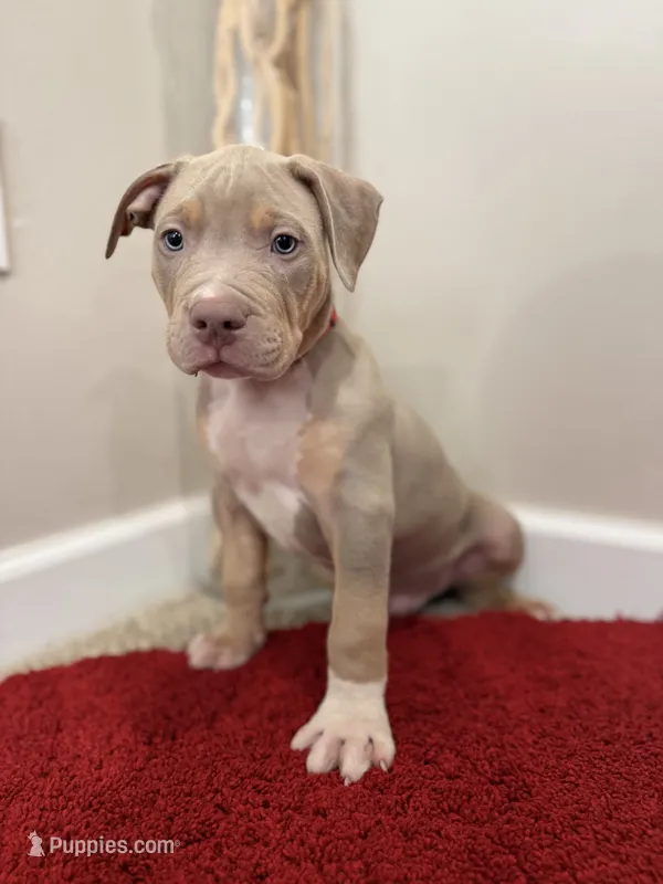 Red Collar XL American Bully Puppy Male  – American Bully puppy for sale in Columbus, OH