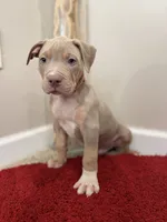Red Collar XL American Bully Puppy Male , a male American Bully for sale in Columbus, OH – 4 of 8