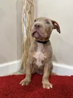 Black Collar Xl American Bully Male , a male American Bully for sale in Columbus, OH – 6 of 7