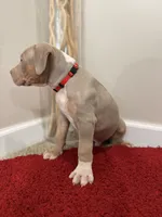 Red Collar XL American Bully Puppy Male , a male American Bully for sale in Columbus, OH – 7 of 8
