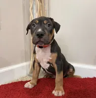 Orange Collar XL American Bully Puppy Make , a male American Bully for sale in Columbus, OH – 5 of 8