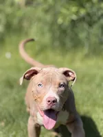 Blue Collar XL American Bully Puppy Male , a male American Bully for sale in Columbus, OH – 3 of 9