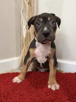 Orange Collar XL American Bully Puppy Make , a male American Bully for sale in Columbus, OH – 6 of 8
