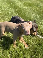 Black Collar Xl American Bully Male , a male American Bully for sale in Columbus, OH – 3 of 7