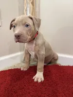 Red Collar XL American Bully Puppy Male , a male American Bully for sale in Columbus, OH – 6 of 8