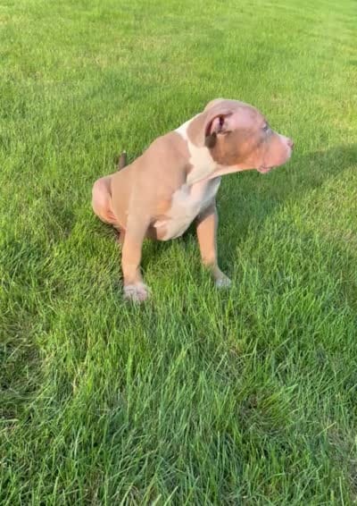 Blue Collar XL American Bully Puppy Male , a male American Bully for sale in Columbus, OH – 9 of 9