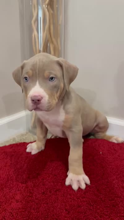 Blue Collar XL American Bully Puppy Male , a male American Bully for sale in Columbus, OH – 9 of 9