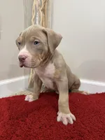 Blue Collar XL American Bully Puppy Male , a male American Bully for sale in Columbus, OH – 8 of 9