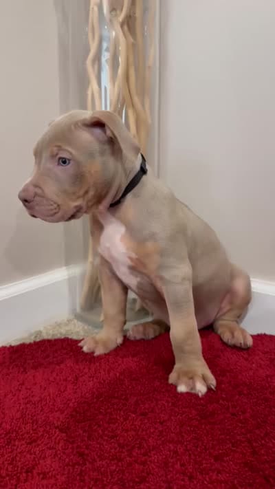 Black Collar Xl American Bully Male , a male American Bully for sale in Columbus, OH – 7 of 7