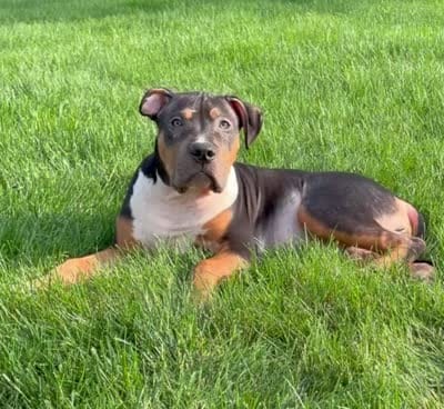 Orange Collar XL American Bully Puppy Make , a male American Bully for sale in Columbus, OH – 10 of 10
