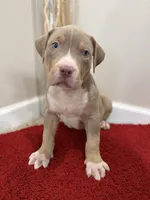 Blue Collar XL American Bully Puppy Male , a male American Bully for sale in Columbus, OH – 7 of 9