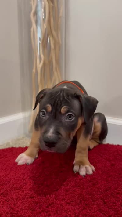 Orange Collar XL American Bully Puppy Make , a male American Bully for sale in Columbus, OH – 8 of 8