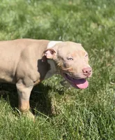 Red Collar XL American Bully Puppy Male , a male American Bully for sale in Columbus, OH – 3 of 8