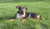 Orange Collar XL American Bully Puppy Make , a male American Bully for sale in Columbus, OH – 2 of 10