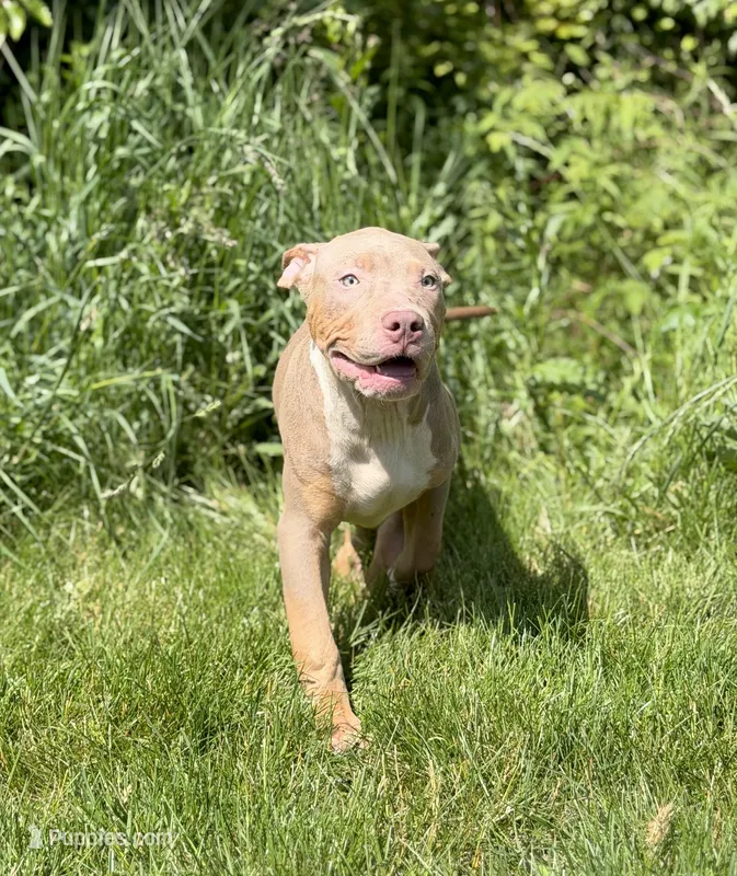 Red Collar XL American Bully Puppy Male  – American Bully puppy for sale in Columbus, OH