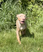 Red Collar XL American Bully Puppy Male , a male American Bully for sale in Columbus, OH – 1 of 8