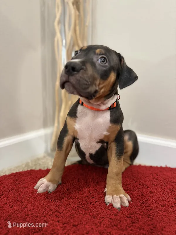 Orange Collar XL American Bully Puppy Make  – American Bully puppy for sale in Columbus, OH