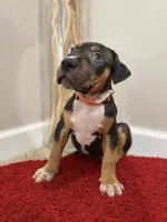 Orange Collar XL American Bully Puppy Make , a male American Bully for sale in Columbus, OH – 7 of 8