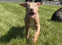 Black Collar Xl American Bully Male , a male American Bully for sale in Columbus, OH – 2 of 7