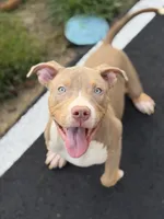 Blue Collar XL American Bully Puppy Male , a male American Bully for sale in Columbus, OH – 3 of 9