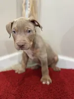 Black Collar Xl American Bully Male , a male American Bully for sale in Columbus, OH – 4 of 7