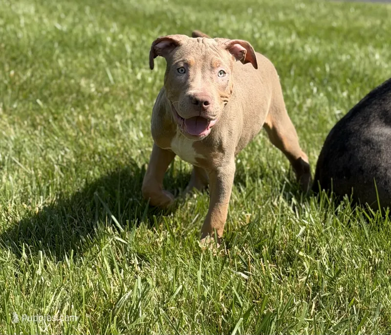 Black Collar Xl American Bully Male  – American Bully puppy for sale in Columbus, OH