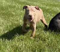 Black Collar Xl American Bully Male , a male American Bully for sale in Columbus, OH – 1 of 7