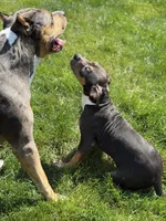 Orange Collar XL American Bully Puppy Make , a male American Bully for sale in Columbus, OH – 2 of 8