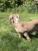 Blue Collar XL American Bully Puppy Male , a male American Bully for sale in Columbus, OH – 5 of 9