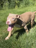 Blue Collar XL American Bully Puppy Male , a male American Bully for sale in Columbus, OH – 2 of 9