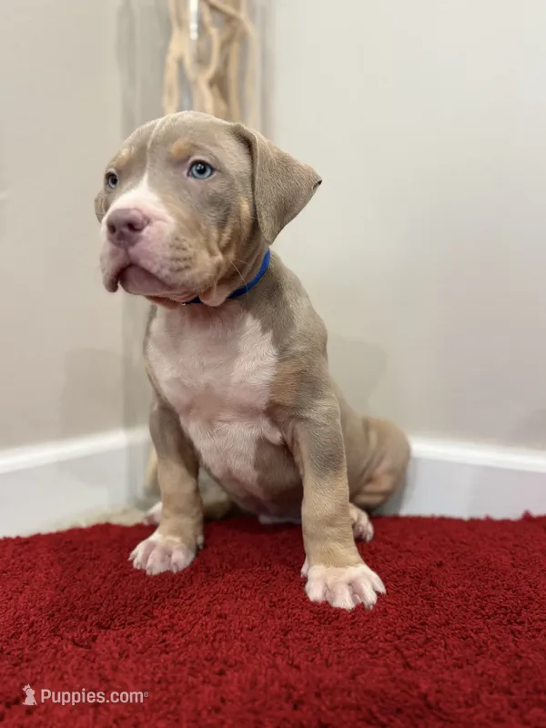 Blue Collar XL American Bully Puppy Male  – American Bully puppy for sale in Columbus, OH