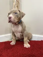Blue Collar XL American Bully Puppy Male , a male American Bully for sale in Columbus, OH – 6 of 9