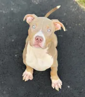 Blue Collar XL American Bully Puppy Male , a male American Bully for sale in Columbus, OH – 4 of 9