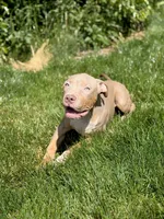 Red Collar XL American Bully Puppy Male , a male American Bully for sale in Columbus, OH – 2 of 8
