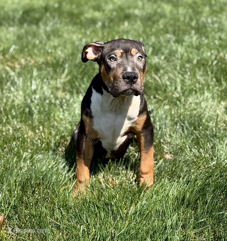 Orange Collar XL American Bully Puppy Make  – American Bully puppy for sale in Columbus, OH