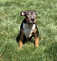 Orange Collar XL American Bully Puppy Make , a male American Bully for sale in Columbus, OH – 1 of 8