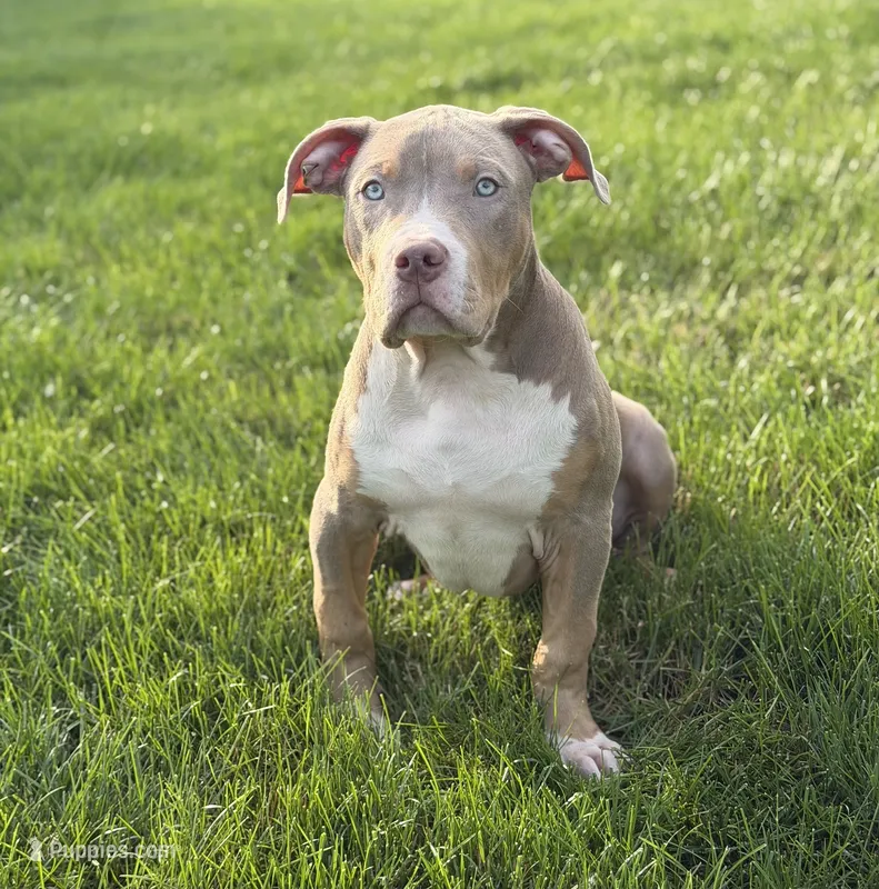 Blue Collar XL American Bully Puppy Male  – American Bully puppy for sale in Columbus, OH