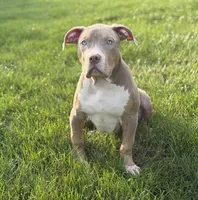 Blue Collar XL American Bully Puppy Male , a male American Bully for sale in Columbus, OH – 1 of 9