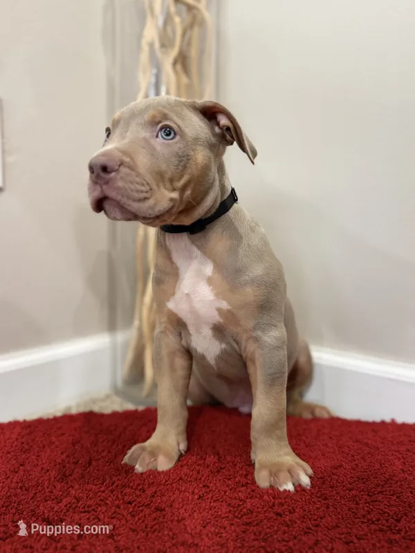 Black Collar Xl American Bully Male  – American Bully puppy for sale in Columbus, OH