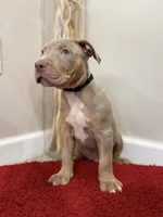 Black Collar Xl American Bully Male , a male American Bully for sale in Columbus, OH – 5 of 7