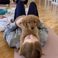 Tiana, a female Golden Retriever for sale in Westminster, MA – Photo 1 of 5