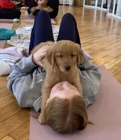 Tiana, a female Golden Retriever for sale in Westminster, MA – Photo 1 of 5