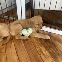 Tiana, a female Golden Retriever for sale in Westminster, MA – Photo 5 of 5