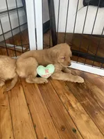 Tiana, a female Golden Retriever for sale in Westminster, MA – Photo 5 of 5