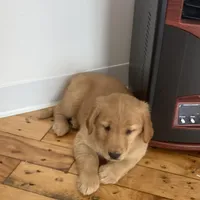 Tiana, a female Golden Retriever for sale in Westminster, MA – Photo 3 of 5