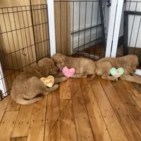 Tiana, a female Golden Retriever for sale in Westminster, MA – Photo 4 of 5