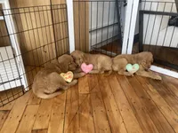 Tiana, a female Golden Retriever for sale in Westminster, MA – Photo 4 of 5