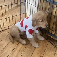 Tiana, a female Golden Retriever for sale in Westminster, MA – Photo 2 of 5